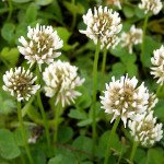 Клевер Ривендел /1 кг/ *DLF trifolium*