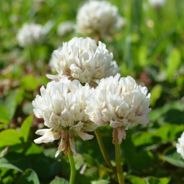 Клевер Ривендел /10 кг/ *DLF trifolium*