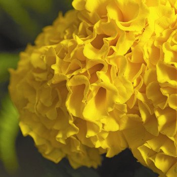 Бархатцы Антигуа F1 золотистые (gold) /1.000 семян (драже)/ *Syngenta*