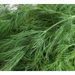 Укроп Ватель F1 /25 г/ *Наско*