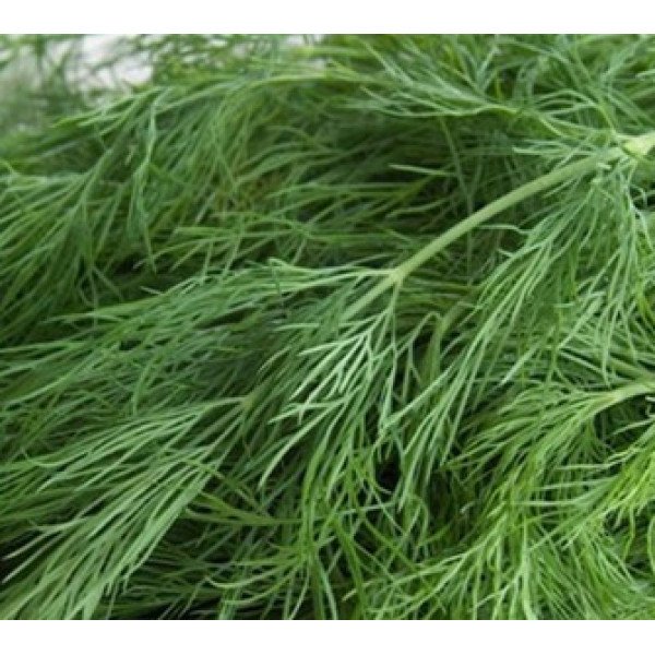 Насіння кропу кущового Ватель F1/25 г/ *Наско*