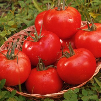 Томат Дунай F1 (К 20.48 F1) /250 шт/ *Clause*