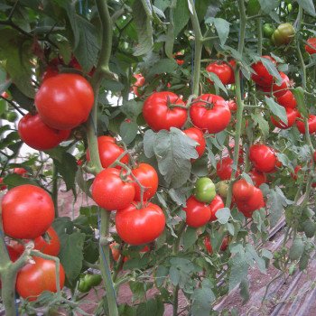 Томат Дунай F1 (К 20.48 F1) /250 шт/ *Clause*