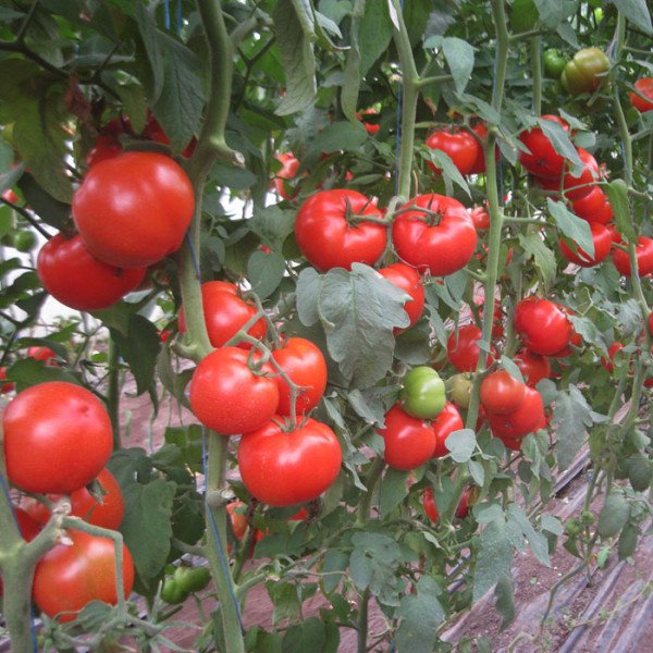 Насіння томату Дунай F1 (До 20.48 F1) /250 шт/ *Clause*