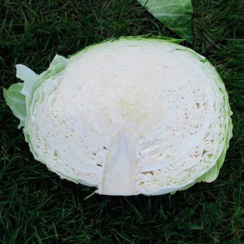 Капуста белокочанная Капорал F1 /10.000 шт/ *Clause*