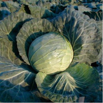 Капуста белокочанная Гард F1 /10.000 шт/ *Clause*