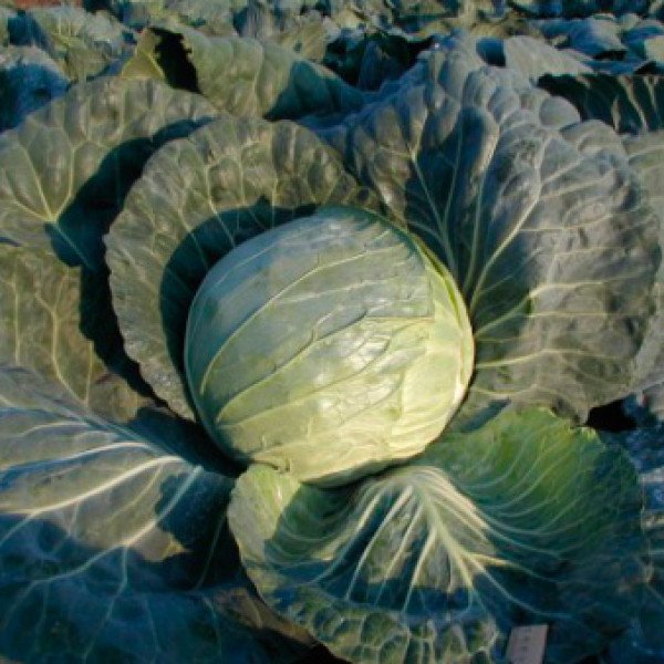 Семена капусты белокочанной Гард F1 /10.000 шт/ *Clause*