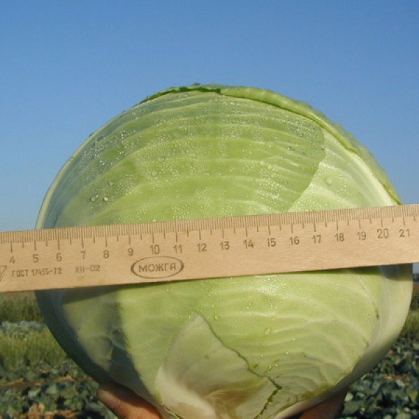 Насіння білоголової капусти Марабу F1 /10.000 шт/ *Clause*