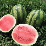 Кавун Вікторія F1 /1.000 насінин/ *Nunhems Zaden*