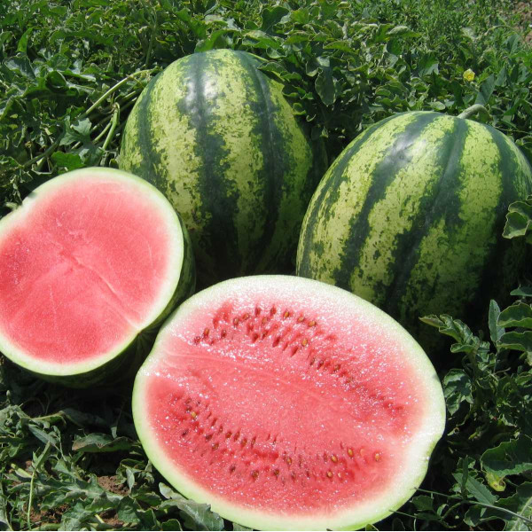 Семена арбуза Виктория F1 /1.000 семян/ *Nunhems Zaden*