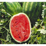 Кавун Карнаката F1 /1.000 насінин/ *United Genetics*