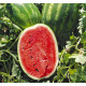Насіння кавуна Карнаката F1 /1.000 насінин/ *United Genetics*
