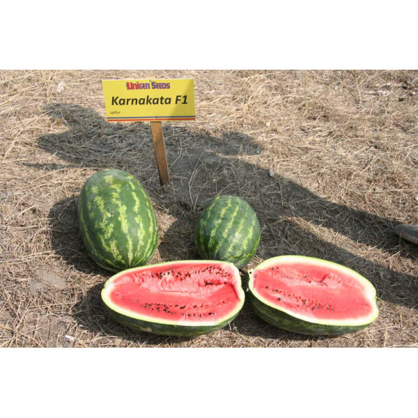 Насіння кавуна Карнаката F1 /1.000 насінин/ *United Genetics*