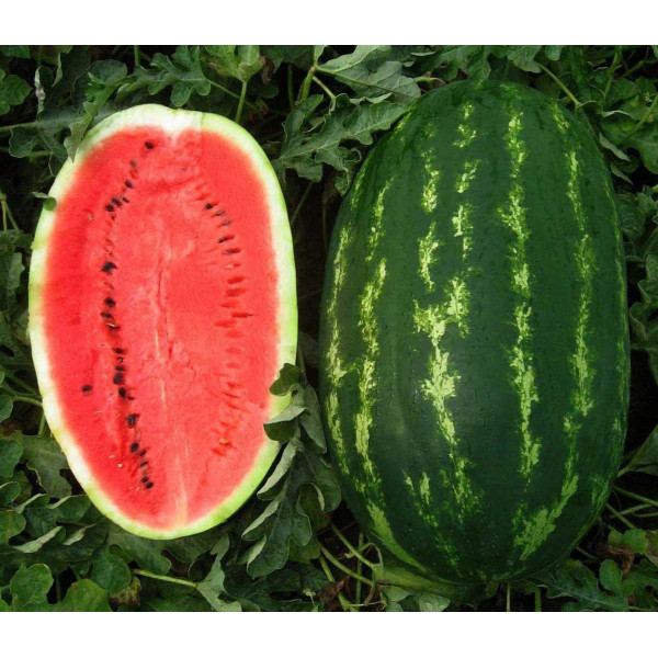 Насіння кавуна Карнаката F1 /1.000 насінин/ *United Genetics*