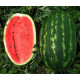 Насіння кавуна Карнаката F1 /1.000 насінин/ *United Genetics*