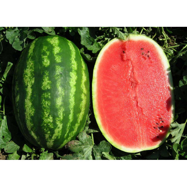 Семена арбуза Призматика F1 /1.000 семян/ *United Genetics*