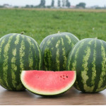 Кавун Трофі F1 /1.000 насінин/ *Nunhems Zaden*