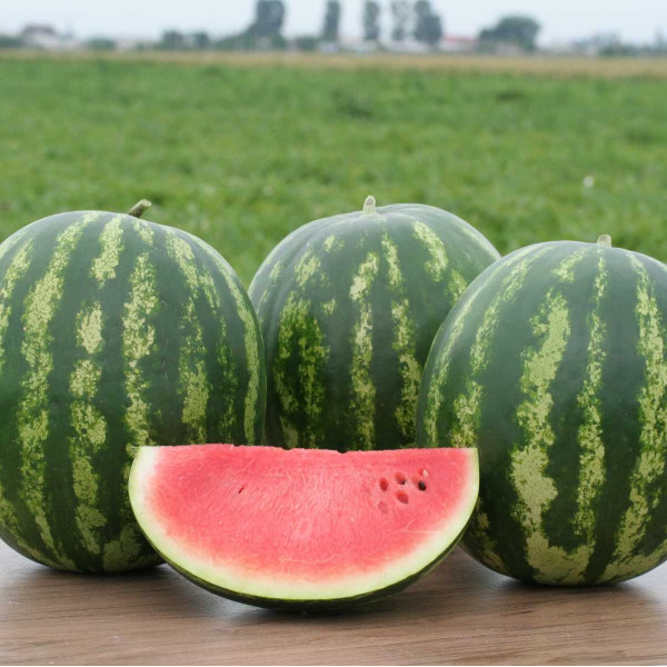 Семена арбуза Трофи F1 /1.000 семян/ *Nunhems Zaden*