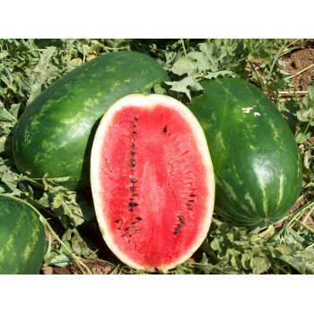 Арбуз Эрли Саманта F1 /1.000 семян/ *United Genetics*