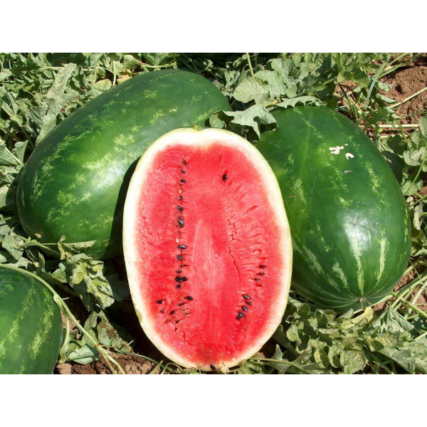 Семена арбуза Эрли Саманта F1 /1.000 семян/ *United Genetics*