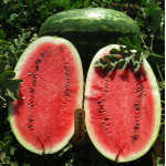 Арбуз Эрли Саманта F1 /1.000 семян/ *United Genetics*