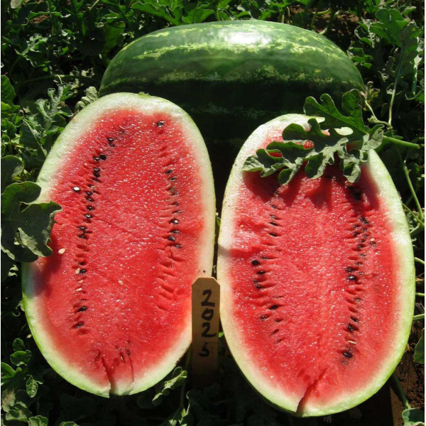 Семена арбуза Эрли Саманта F1 /1.000 семян/ *United Genetics*