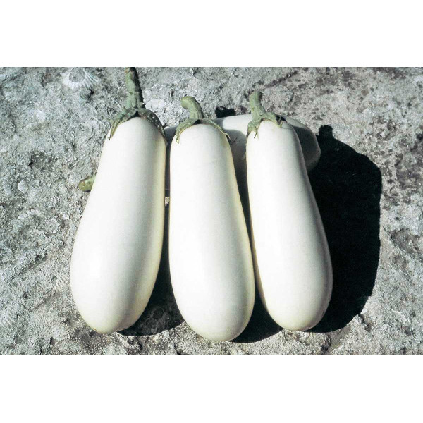 Семена баклажана Бибо F1 /1.000 семян/ *Seminis*