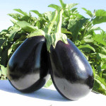 Баклажан Тиррения F1 /1.000 семян/ *Nunhems Zaden*