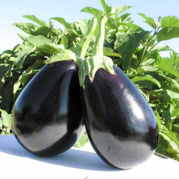 Баклажан Тиррения F1 /1.000 семян/ *Nunhems Zaden*