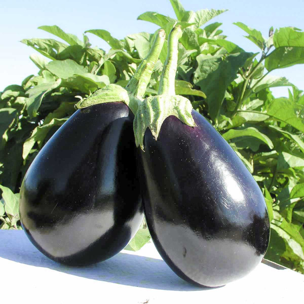 Насіння баклажана Тірренія F1 /1.000 насінин/ *Nunhems Zaden*