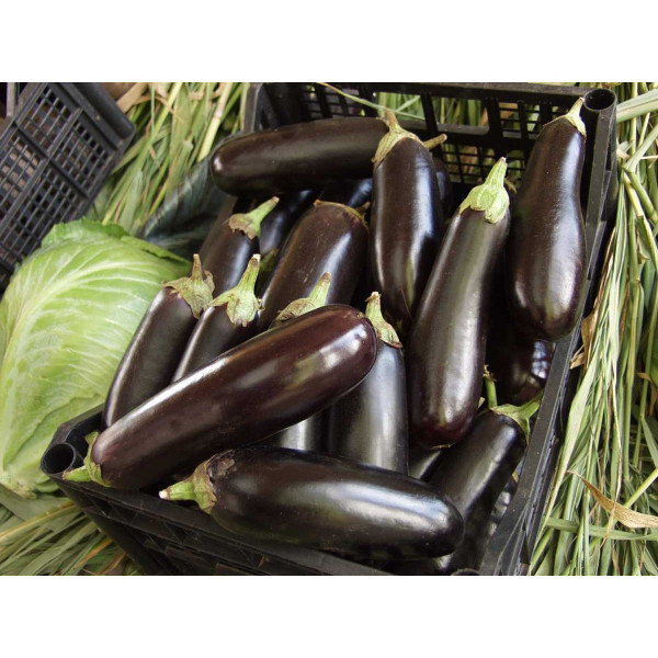 Насіння баклажана Фарама F1 /10 грам/ *Tezier*