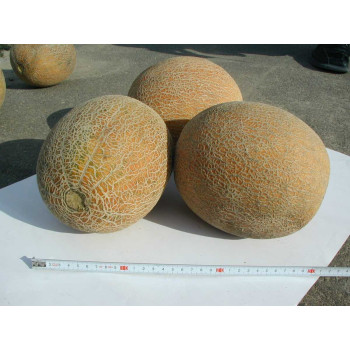 Дыня Ананас /100 грамм/ *Tezier*