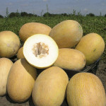 Диня Делано F1 /1.000 насінин/ *Nunhems Zaden*