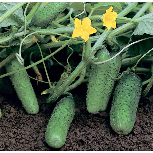 Семена огурца Компонист F1 /250 семян/ *Rijk Zwaan*