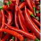 Семена перца острого Ангарика F1 /500 семян/ *Nong Woo Bio*