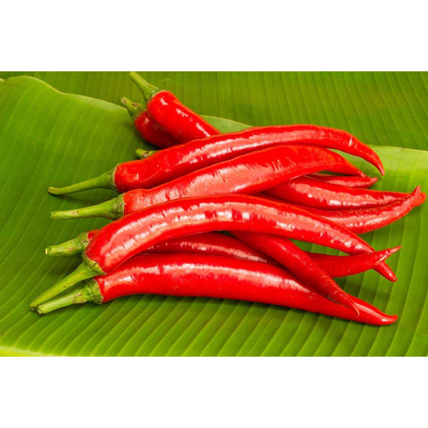 Семена перца острого Ангарика F1 /500 семян/ *Nong Woo Bio*