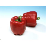 Перец сладкий Мазурка F1 /1.000 семян/ *Rijk Zwaan*