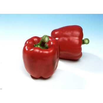 Перец сладкий Мазурка F1 /1.000 семян/ *Rijk Zwaan*