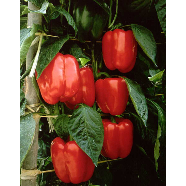 Насіння перцю солодкого Мазурка F1 /1.000 насінин/ *Rijk Zwaan*