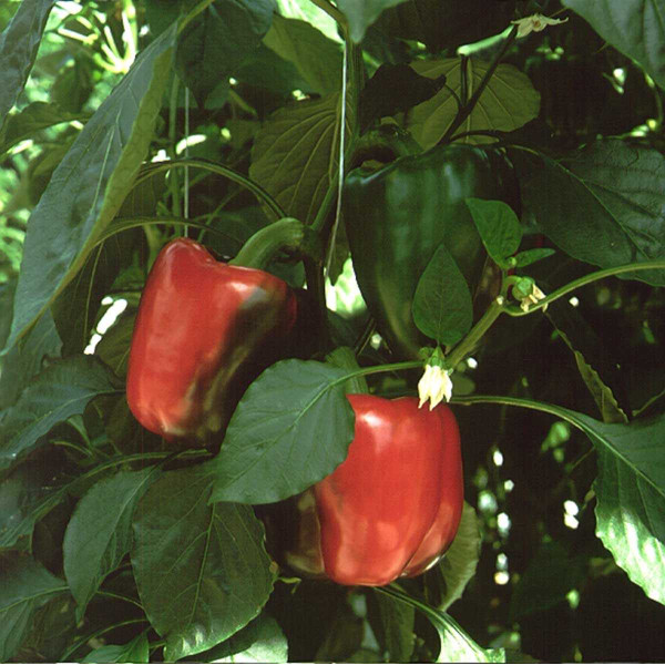 Насіння перцю солодкого Мазурка F1 /1.000 насінин/ *Rijk Zwaan*