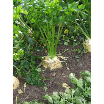 Сельдерей корневой Диамант /10.000 семян/ *Bejo Zaden*