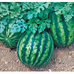 Кавун Бостана F1 /1.000 насінин/ *Syngenta*