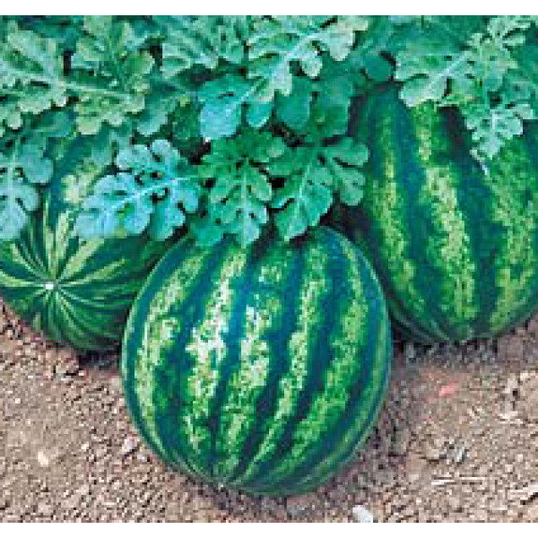 Насіння кавуна Бостана F1 /1.000 насінин/ *Syngenta*