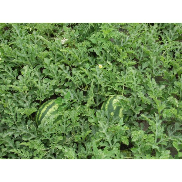 Семена арбуза Кримсон Свит /0,5 кг семян/ *Tezier*