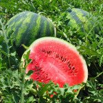 Кавун Кризбі F1 /1.000 насінин/ *Nunhems Zaden*