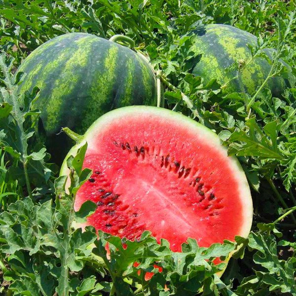 Насіння кавуна Кризбі F1 /1.000 насінин/ *Nunhems Zaden*