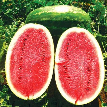 Кавун Нельсон F1 /1.000 насінин/ *Tezier*