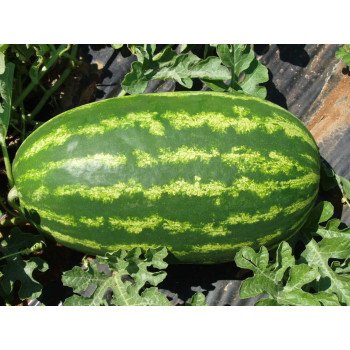 Кавун Нельсон F1 /1.000 насінин/ *Tezier*