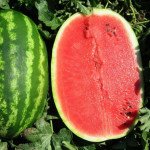 Арбуз Призматика F1 /1.000 семян/ *United Genetics*