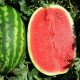 Семена арбуза Призматика F1 /1.000 семян/ *United Genetics*